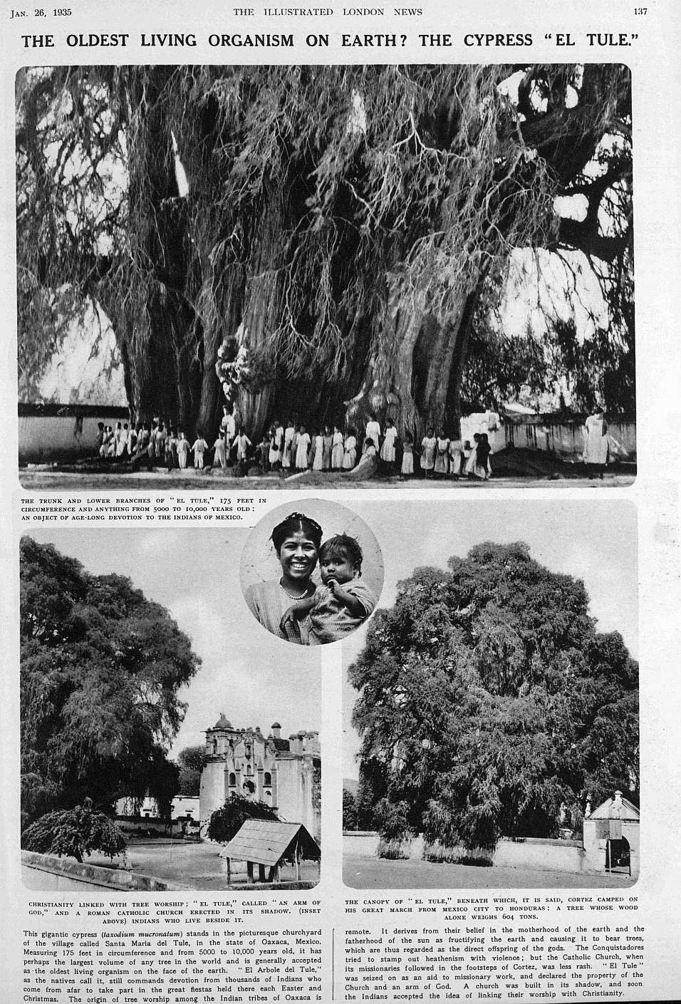 oldest tree
